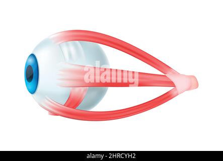 Realistic human internal organs anatomy composition with isolated image of eyeball vector illustration Stock Vector