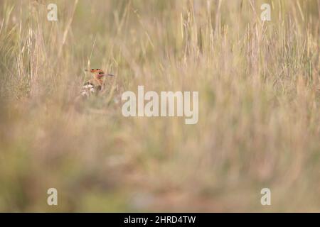 An Eurasian hoopoe (Upupa epops) foraging in the heat of the day on the ground. Stock Photo