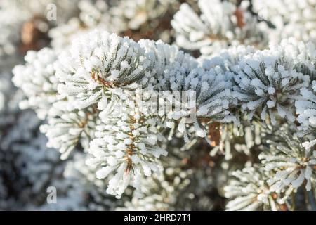 Frost covered pine needles Stock Photo