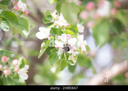 bumble bee on an apple blossom Stock Photo