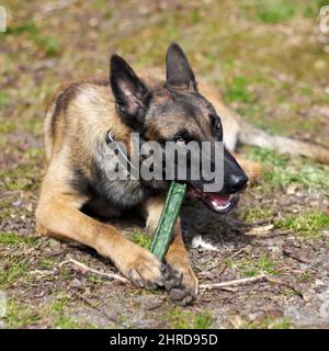 Chewing. An alsatian chewing on a stick. Stock Photo