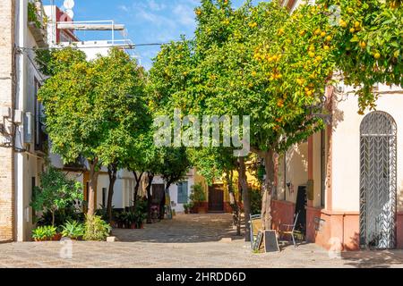 A small plaza square lined with orange trees in the historic Barrio Santa Cruz district of Seville, Spain. Stock Photo
