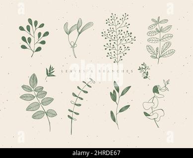 Set of graphic leaves and branches in floral style drawing in green color on beige background Stock Vector