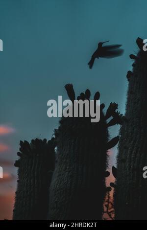 Beautiful shot of an owl in motion in winter Stock Photo - Alamy