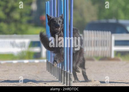Belgian Shepherd Tervuren doing slalom on dog agility course Stock Photo