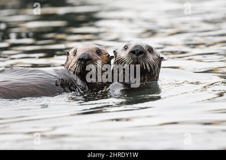 California sea otters, Enhyrdra lutris nereis ( threatened species ), juveniles playing together, Morro Bay, California, United States, Pacific Ocean Stock Photo