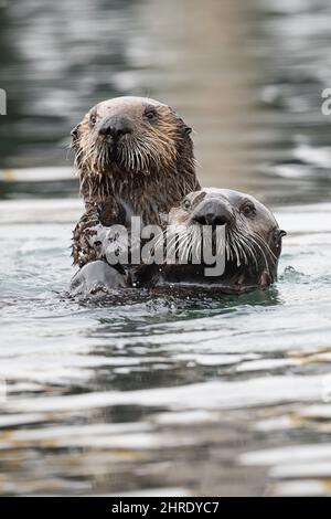 California sea otters, Enhyrdra lutris nereis ( threatened species ), juveniles playing together, Morro Bay, California, United States, Pacific Ocean Stock Photo