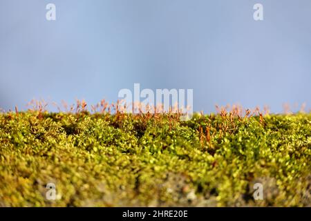 Green and red moss with spore capsules on blurred background, magic forest. Colorful macro shot of fairy nature Stock Photo