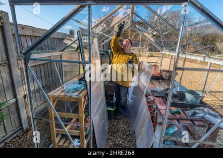 Woman cleaning greenhouse and replacing glass broken in winter storms, ready for spring growing season. Stock Photo