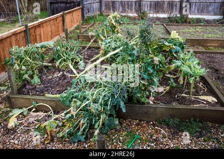 Early purple sprouting broccoli that has been blown over by winter storms. Stock Photo