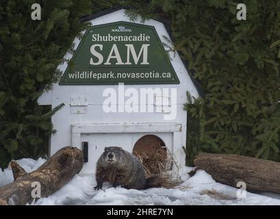Shubenacadie Sam looks around after emerging from his burrow at the