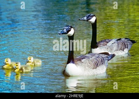 1990s TWO ADULT CANADA GEESE Branta canadensis A FAMILY WITH THREE GOSLINGS FLOATING SWIMMING IN FRESH WATER  - kg8988 RSS001 HARS RURAL SPOUSE HUSBANDS NATURE BEGGING COPY SPACE FULL-LENGTH CARING FATHERS PARTNER NORTH AMERICA FRESH WING GOOSE HIGH ANGLE FEATHERS PROTECTION SPECIES DADS HUMANS TOWARD IN OF FLOATING MIGRATORY CONCEPTUAL OFFSPRING PEST STALKING SUPPORT TERRITORIAL VERTEBRATE WARM-BLOODED TEMPERATE AGGRESSIVE ARCTIC BEHAVIOR BRANTA CANADENSIS CROPS FEATHERED FOWL GEESE HABIT HERBIVOROUS MOMS MONOGAMOUS REGIONS TOGETHERNESS WATER  WINGED WIVES BIPEDAL EGG-LAYING OLD FASHIONED Stock Photo