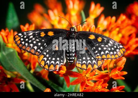 2000s BALTIMORE CHECKERSPOT BUTTERFLY Euphydryas phaeton BLACK AND ORANGE NAMED FOR THE FIRST LORD BALTIMORE ON ORANGE FLOWER - ki10748 RSS001 HARS MARYLAND NAMED OLD FASHIONED RARE Stock Photo