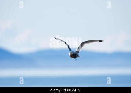 Kittiwake bird flying against a cloudy blue sky in Ekkeroy, Varanger, Norway Stock Photo