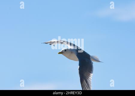Kittiwake bird flying against a blue sky in Ekkeroy, Varanger, Norway Stock Photo