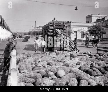 1930s 1940s SHEEP BEING UNLOADED FOR SLAUGHTER AT MATADEROS BUENOS AIRES ARGENTINA - s1672 PAL001 HARS TRUCKS SOUTH AMERICA SOUTH AMERICAN MAMMALS HIGH ANGLE LABOR EMPLOYMENT OCCUPATIONS CONCEPTUAL SLAUGHTER VEHICLES WAGONS ARGENTINA AIRES BUENOS EMPLOYEE MAMMAL BLACK AND WHITE LABORING LATIN AMERICA OLD FASHIONED UNLOADED Stock Photo