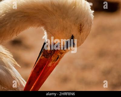 Closeup shot of a stork preening its feathers Stock Photo - Alamy