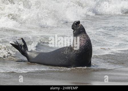 northern elephant seal, Mirounga angustirostris, male in surf, Piedras Blancas, near San Simeon, California, United States ( Eastern Pacific Ocean ) Stock Photo