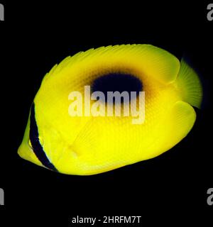 Mirror Butterflyfish (Chaetodon speculum, aka Oval-spot Butterflyfish). Mommon, West Papua, Indonesia Stock Photo
