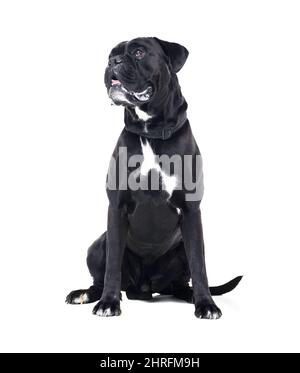 What are you looking at. Shot of a boxer dog isolated on white. Stock Photo