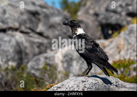A vulture raven on top of Table Mountain in Cape Town Stock Photo