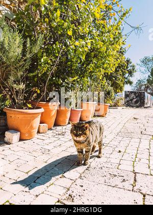 A striped street cat walks along the sidewalk.  Stock Photo