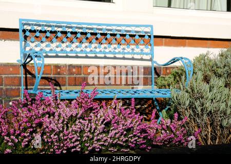 A beautiful display of purple flowering heather and a contrasting backdrop of a blue metal bench in a Sheffield suburban garden. Stock Photo