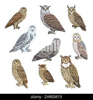 Big set of different species of owls, barn, polar, eagle, long-eared, little owl isolated on white background. Stock Vector