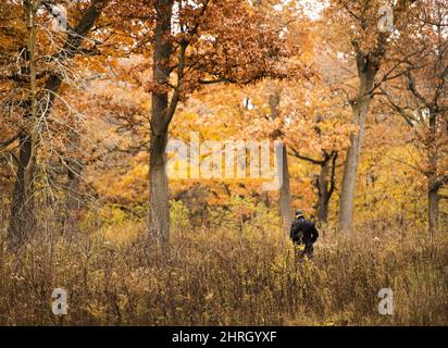 A person walks his dog in the trails of High Park in Toronto on Tuesday, November 13, 2018. THE CANADIAN PRESS/Nathan Denette