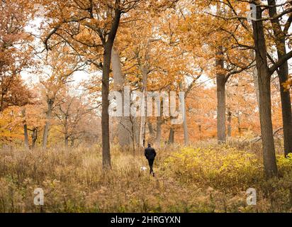 A person walks his dog in the trails of High Park in Toronto on Tuesday, November 13, 2018. THE CANADIAN PRESS/Nathan Denette