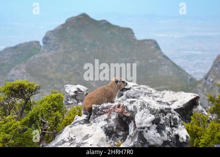Rock Hyrax (dassie) or Procavia capensis in Table Mountain National Park above Cape Town, South Africa. Stock Photo