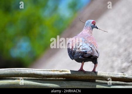 Spotted pigeon (Columba guinea) or African rock pigeon with typical red circles around the eyes, holding a twig in its beak. Botswana. Stock Photo