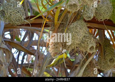 Garden Weaver female (Ploceus cucullatus) in the nest group. The nests are from dry grass, hanging in the shade of leaves on a palm tree. Botswana. Stock Photo