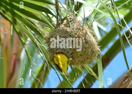 Garden weaver male (Ploceus cucullatus) enters its nest. The nest is made of dry grass, hanging in the shade of leaves on a palm tree. Botswana. Stock Photo