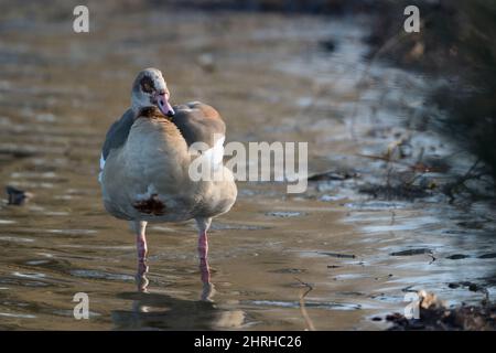 Egyptian goose just wading around shallow waters Stock Photo