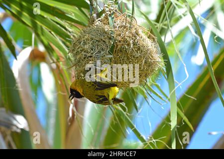 Garden weaver male (Ploceus cucullatus) at the entrance to its nest. The nest is made of dry grass, hanging in the shade of leaves on a palm tree, Bot Stock Photo