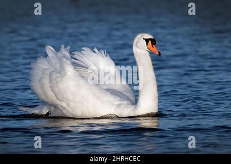 A lone mute swan gently swimming along the lake Stock Photo