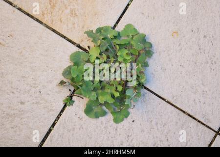 Green weed growing up through gap between pale ceramic tiles Stock Photo