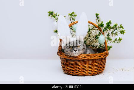 Cat with bunny ears. Easter greeting card. Scottish straight cat in a basket with cherry blossoms. Space for text. Stock Photo