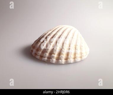 Close up of single shell with pattern detail against plain white background Stock Photo