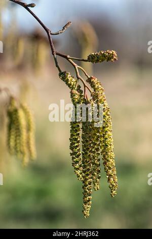 Closeup of male catkins and female cone of Italian Alder (Alnus cordata) in late winter against diffused background Stock Photo