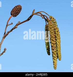 Closeup of male catkins and female cone of Italian Alder (Alnus cordata) in late winter isolated against a blue sky Stock Photo