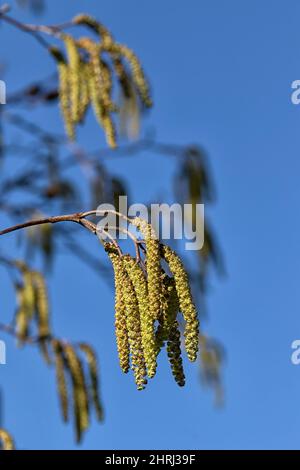 Closeup of male catkins of Italian Alder (Alnus cordata) in late winter isolated against a blue sky Stock Photo