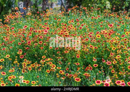 Firewheel a.k.a. Indian blanket (Gaillardia pulchella) - Crystal River, Florida, USA Stock Photo