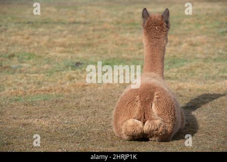 A brown alpaca sits in a meadow and is photographed from behind as it sits on the ground and looks ahead Stock Photo