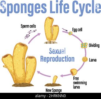 Diagram showing sponges life cycle illustration Stock Vector