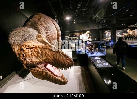 Vancouver, Canada. The exhibition runs from Feb. 26. 22nd Jan, 2023. A Life-sized model of a Tyrannosaurus rex (T. rex) is displayed during a media preview of the T. rex: The Ultimate Predator at Science World in Vancouver, British Columbia, Canada, on Feb. 25, 2022. T. rex: The Ultimate Predator is a massive feature exhibition which introduces visitors to the entire tyrannosaur family through life-sized models, fossil casts, and interactive experiences. The exhibition runs from Feb. 26, 2022 to Jan. 22, 2023. Credit: Liang Sen/Xinhua/Alamy Live News Stock Photo