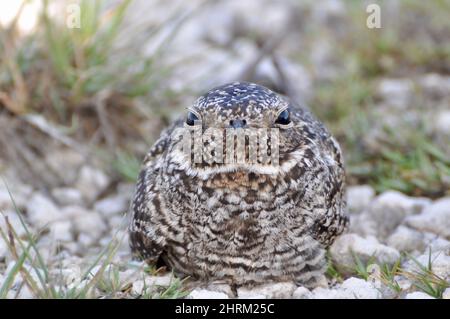 A close-up view of an Antillean nighthawk bird resting on the ground during the day. Stock Photo