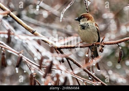 Male house sparrow in winter Stock Photo