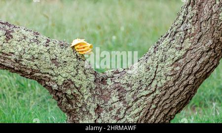 Bright yellow Bracket fungus growing on a tree Stock Photo